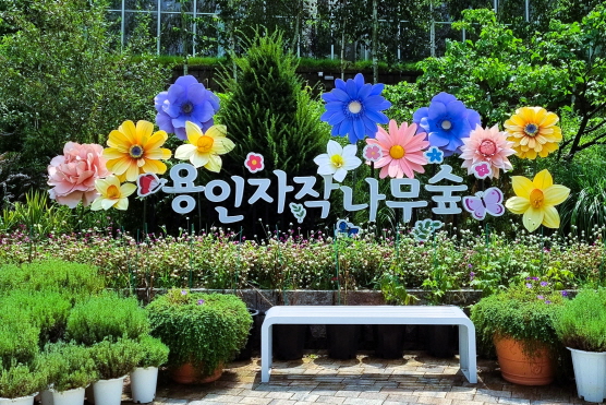 용인자작나무숲