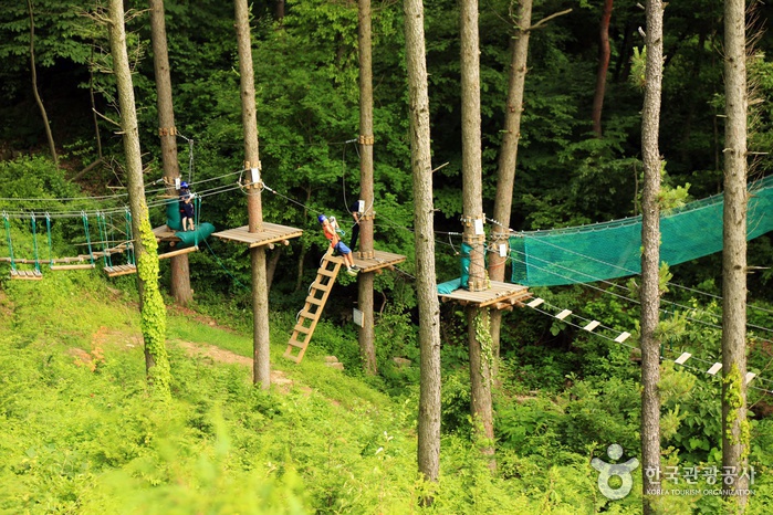 용인자연휴양림 에코어드벤처