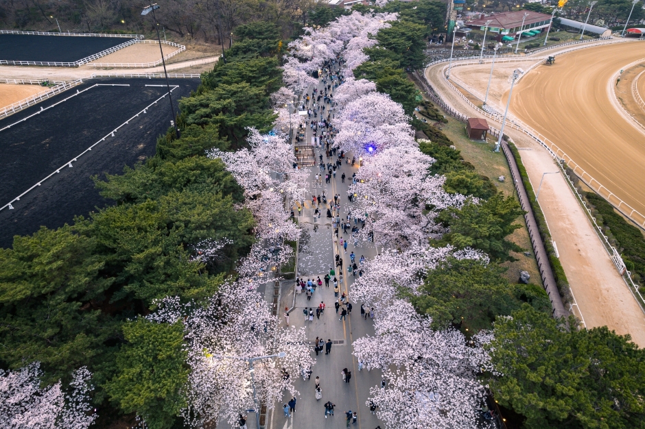 렛츠런파크 서울 벚꽃축제