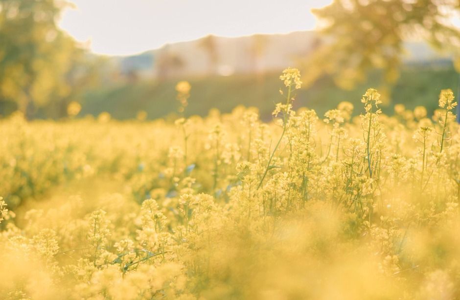 가평 양떼목장 유채꽃축제