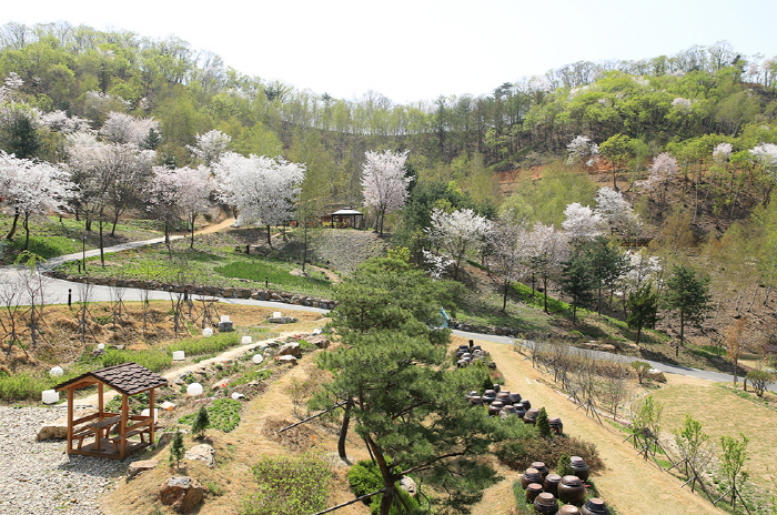 두메향기