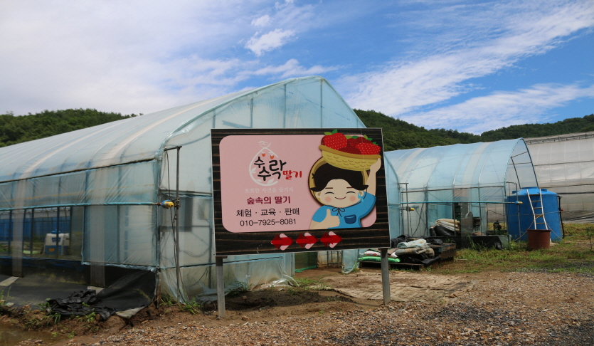 광주 숲속에 딸기농장