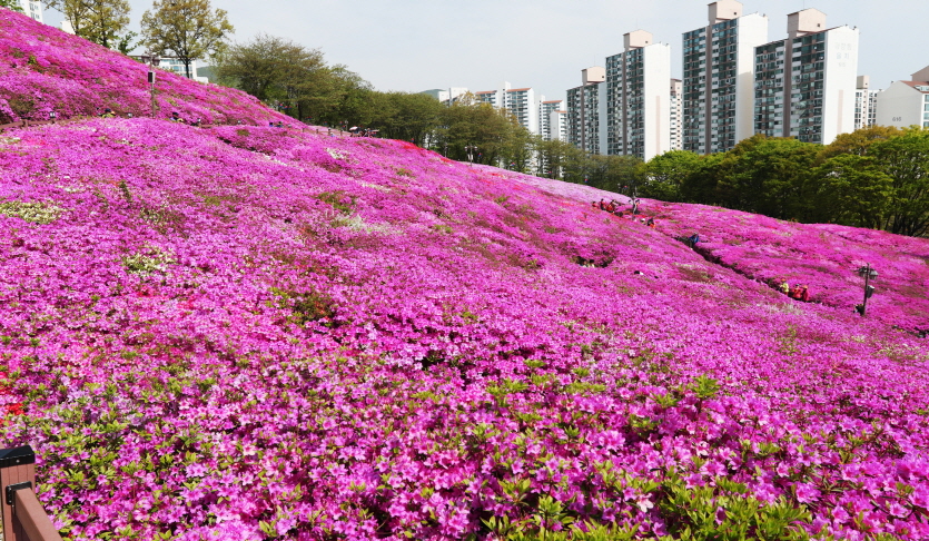 철쭉동산