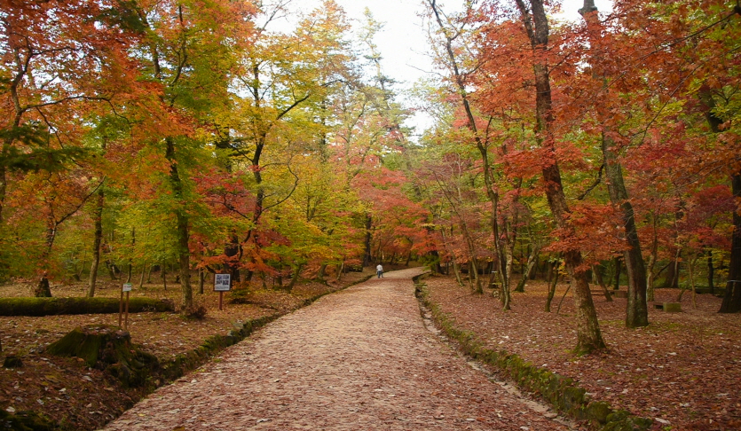 광릉숲(국립수목원)