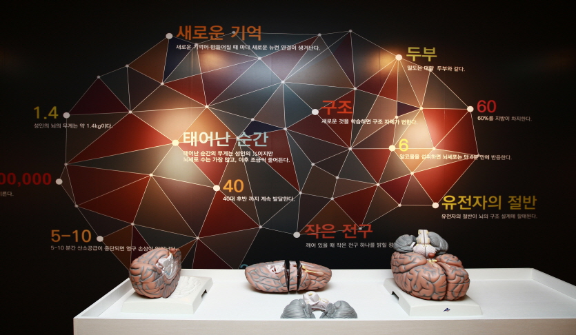뇌건강체험박물관