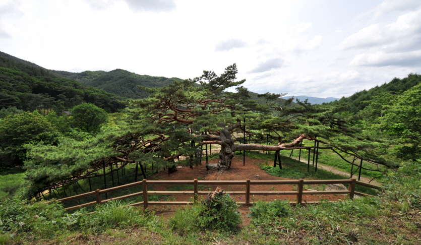 직두리부부송