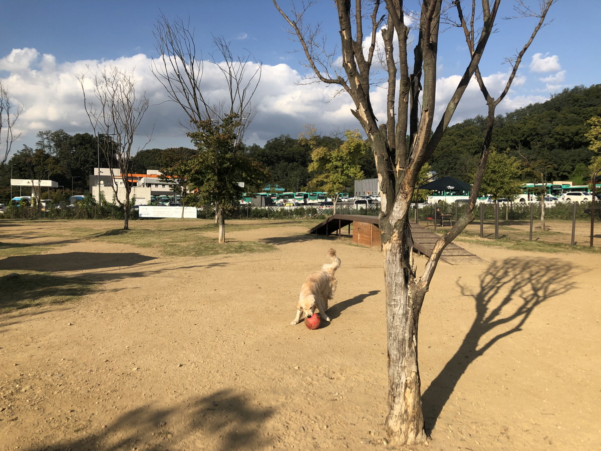 광교호수공원애견놀이터