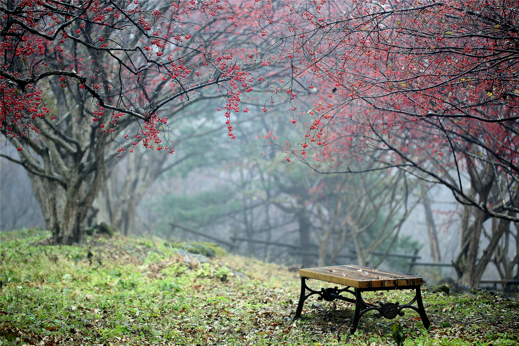 이천 산수유 마을