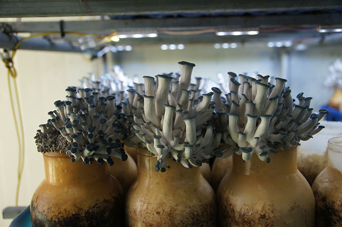 파주농부