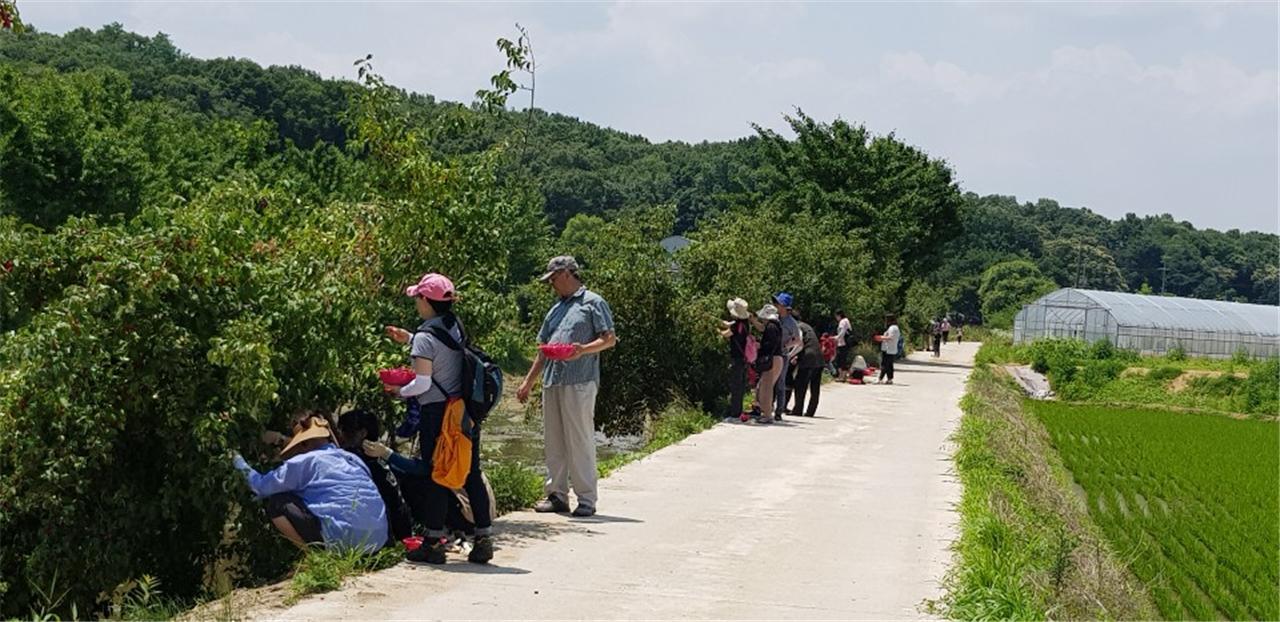 안성 풍산개마을 보리수 수확체험행사