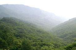 봉미산