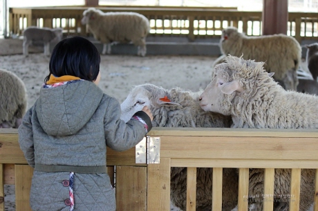 안성 팜랜드